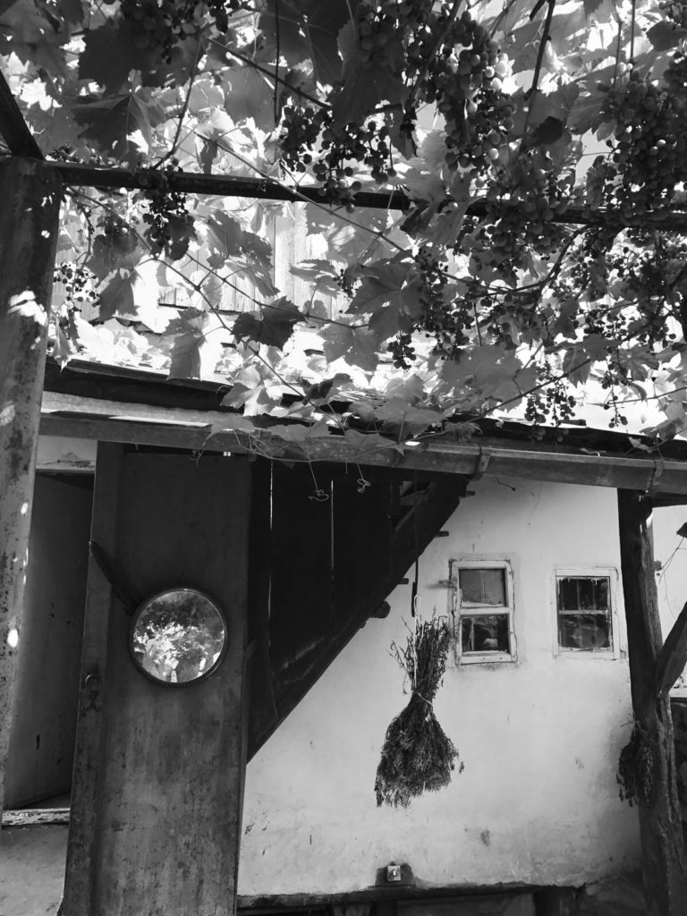 Old village house with grapevines.